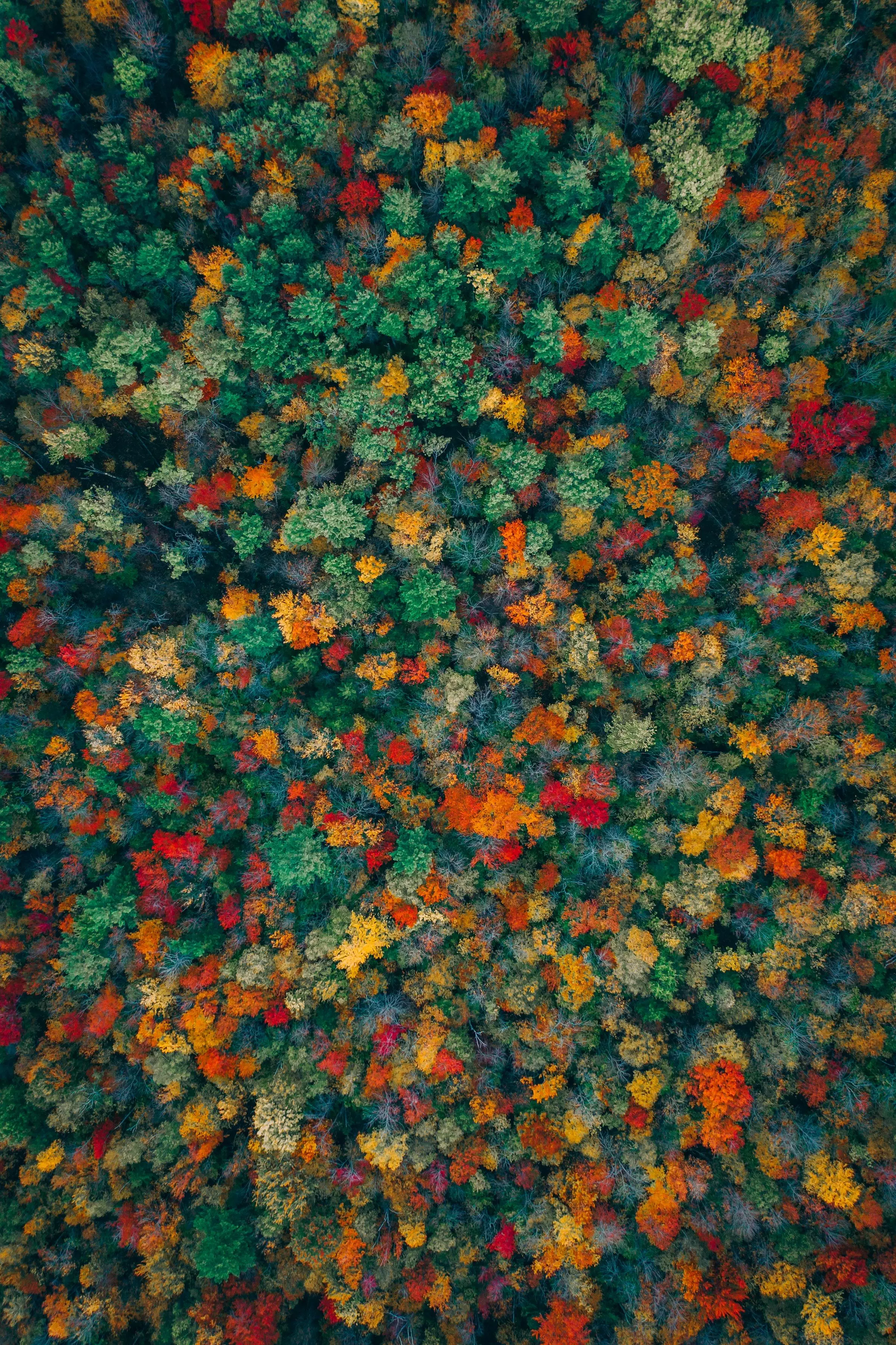 coloured trees